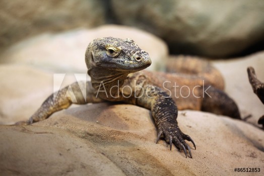 Picture of Komodo dragon Varanus komodoensis